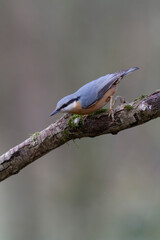 sitta europeae European nuthatch perched in close view