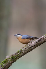 sitta europeae European nuthatch perched in close view