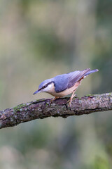 sitta europeae European nuthatch perched in close view