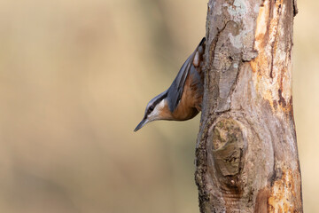 sitta europeae European nuthatch perched in close view