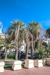 Fototapeta premium palm trees in the city