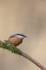 sitta europeae European nuthatch perched in close view