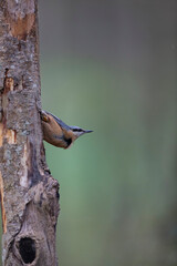 sitta europeae European nuthatch perched in close view