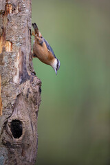sitta europeae European nuthatch perched in close view