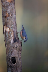 sitta europeae European nuthatch perched in close view