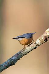 sitta europeae European nuthatch perched in close view