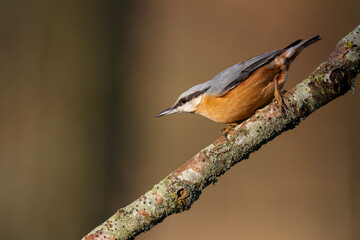 sitta europeae European nuthatch perched in close view