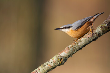 sitta europeae European nuthatch perched in close view