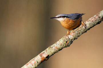sitta europeae European nuthatch perched in close view