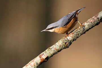 sitta europeae European nuthatch perched in close view