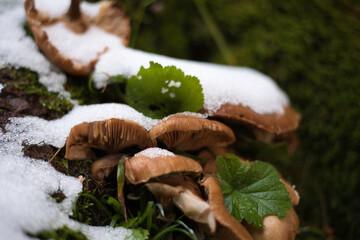 grzyby zimą © domek73