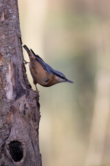 sitta europeae European nuthatch perched in close view