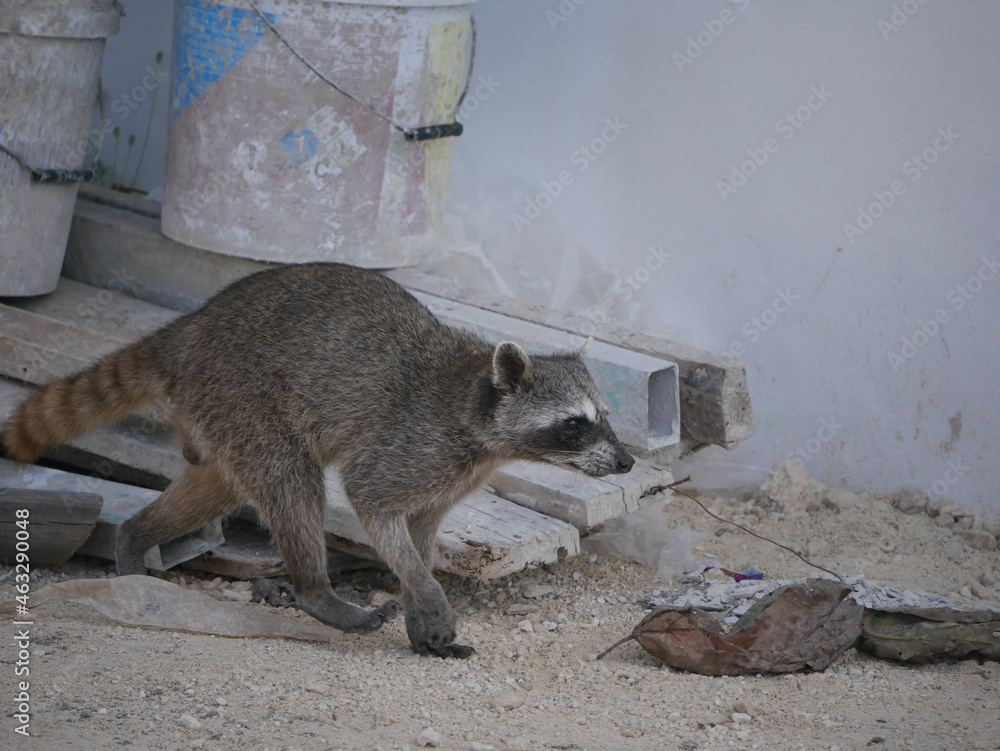 Poster Selective of a raccoon in a construction site