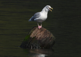 Portrait of seagull with open beak