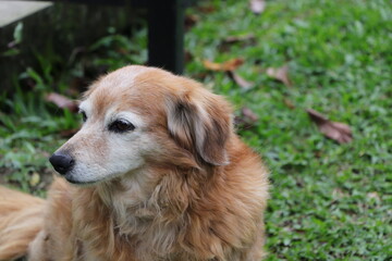 Perro con mirada perdida