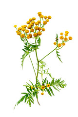 Tanaisie Tanacetum vulgre, plante medicinal,