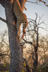 Naklejka na ściany i meble leopard climbing out of tree