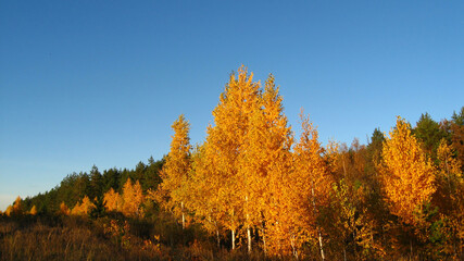 Fototapeta premium Autumn. Yellow and green trees on blue sky background