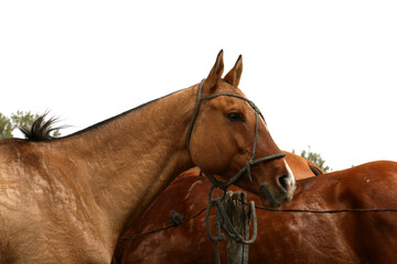  Horses in paddock. Close up. Mammals. Quadrupeds. Brown horses. Equines.