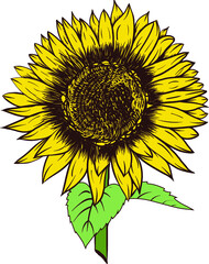 Sunflower Sunshine Hand Drawing Retro Vector Silhouette Image