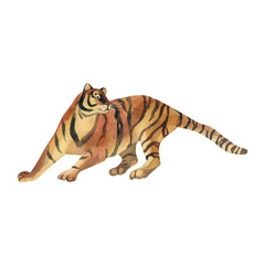 Tiger. Watercolour. Hand-drawn illustration.
