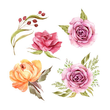 set of watercolor illustrations of rose flowers on a white background. hand painted for design and invitations.