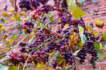 Rosnące winogrona - obrazy, fototapety, plakaty