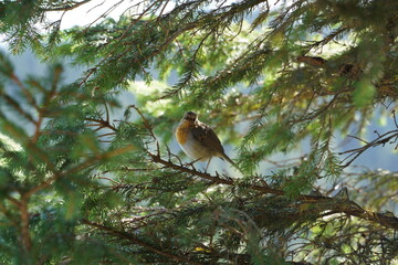 tiny bird robin on the branches of a Christmas tree