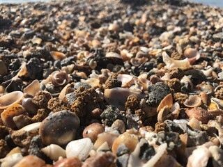 shells on the beach