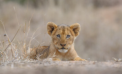lion cub in the savannah