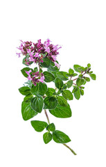 Oregano Origanus vulgare Medicinal and Culinary Virtues.