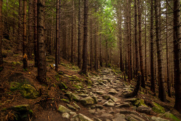 A stone trail in the pine forest, Carpathian mountains, Ukraine