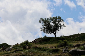 lonely green apple tree on the mountain slope with clouds and scenery landscape on background