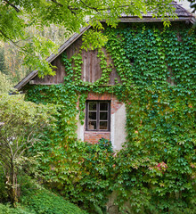 Fototapeta na wymiar House in green thickets of foliage.