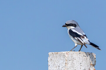 Grey Shrike in a style