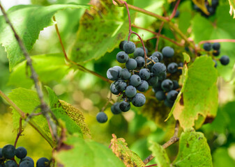 Close-up of bunch of ripe dark blue wine grapes.