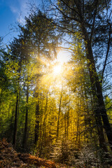 Sun rays in golden autumn tree forest