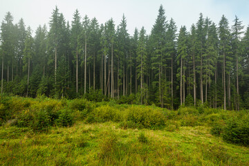 Fototapeta na wymiar Pine tree forest, Carpathian mountains, Ukraine