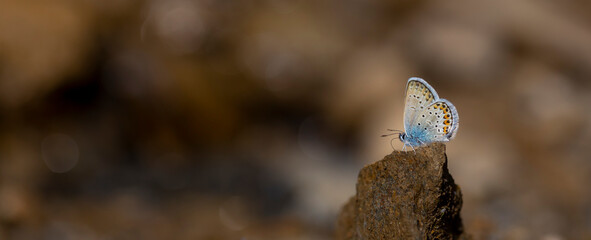 tiny blue butterfly perched on stone, Plebejus argus