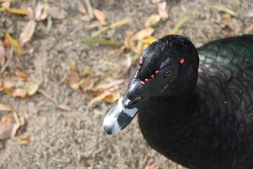 gatos palomas caballos y patos
