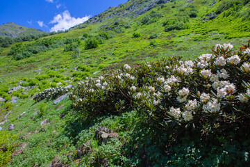 spring in the mountains