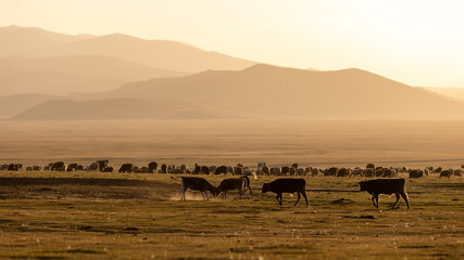 Fototapeta na wymiar herd of wildebeest in the savannah