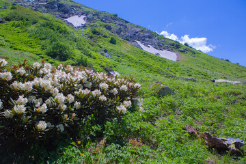 spring in the mountains