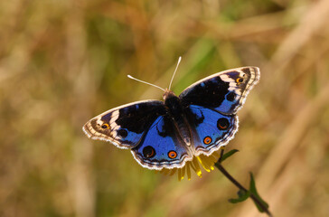 butterfly with fully spread wings, Junonia orithya