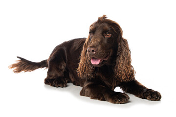 Cocker spaniel dog isolated on white