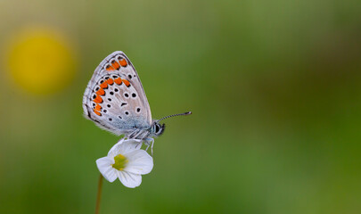 little butterfly perched on a white flower, Polyommatus agestis
