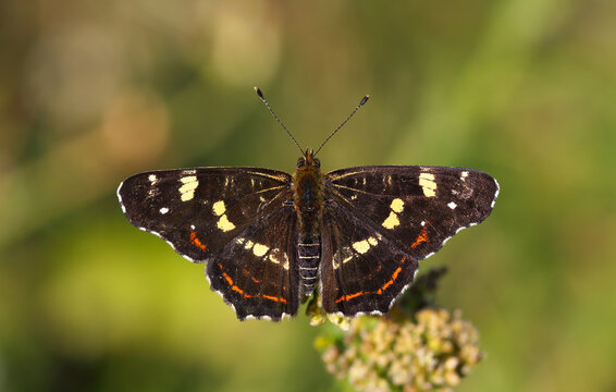 brown butterfly with fully spread wings, Araschnia levana	