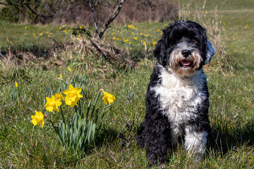 Portuguese Water Dog posing with the yellow daffodils at Beacon Hill Park