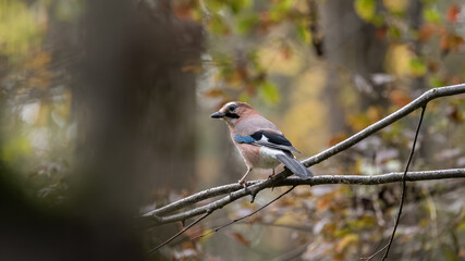 bird, wild lebende tiere, natur, robin, wild, tier, ast, blau, baum,