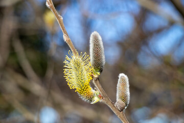 close up of pussy willows on a sunny spring day